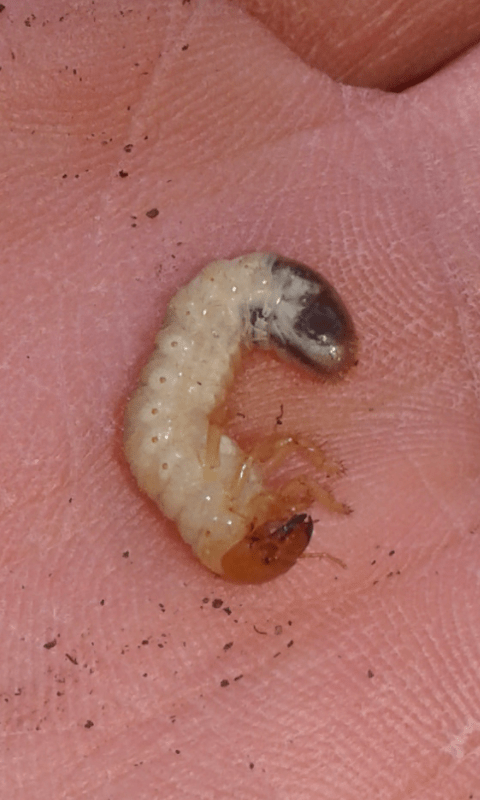 Larve di Melolonthidae?